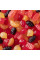 Натуральные фруктовые конфеты Welch's Mixed Fruit в индивидуальных упаковках по 0,9 унции, без глютена, оптовый пакет на 40 штук